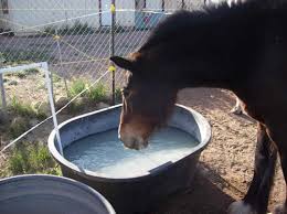 Green Clay for Horses